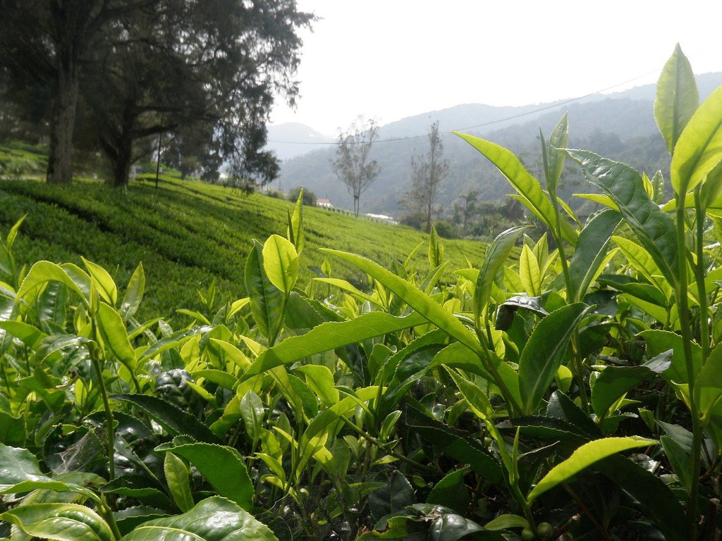 Darjeeling Tea in Tea 